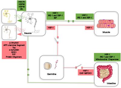 Cell Non-autonomous Proteostasis Regulation in Aging and Disease